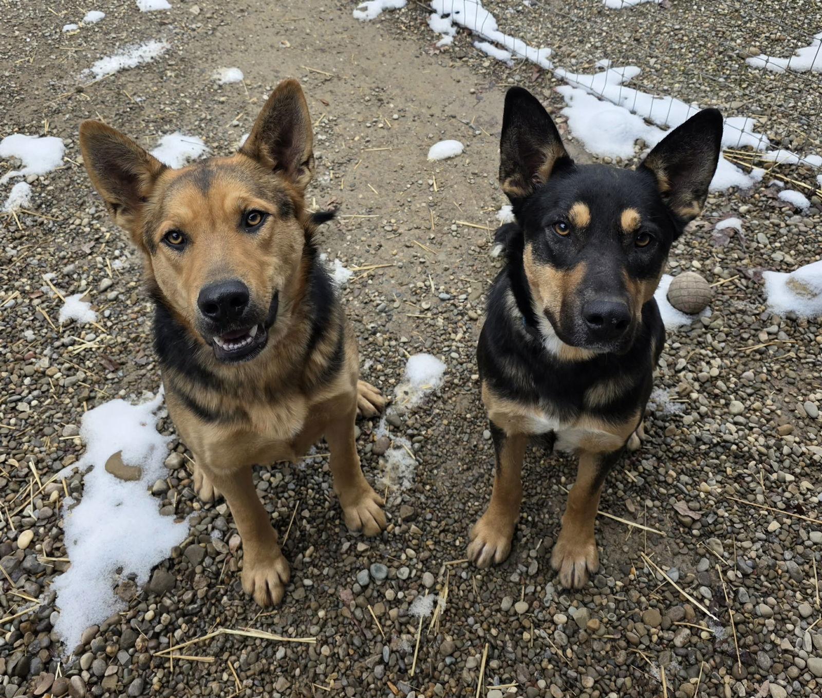 Coupe, a Adoptable mixed breed in Woodsfield, OH image 2/2