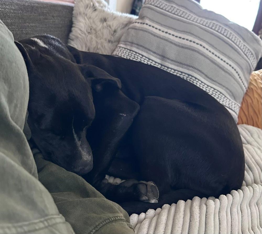 Enlarge Lambchop, a Adoptable mixed breed in Denver, CO image 1/4