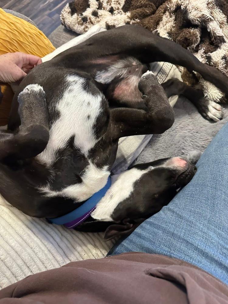 Enlarge Lambchop, a Adoptable mixed breed in Denver, CO image 2/4