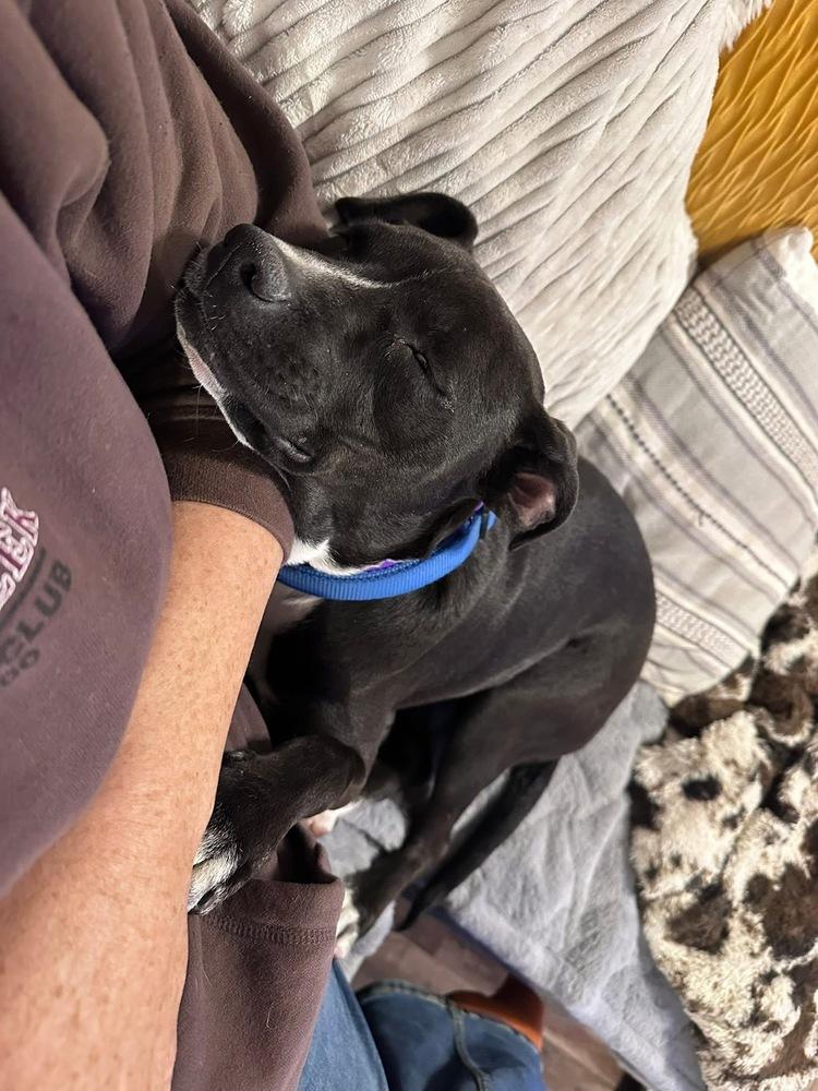 Enlarge Lambchop, a Adoptable mixed breed in Denver, CO image 3/4