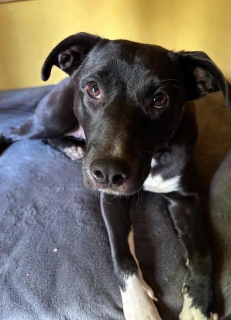 Enlarge Mazzy Star, a Adoptable mixed breed in Grants Pass, OR image 4/4