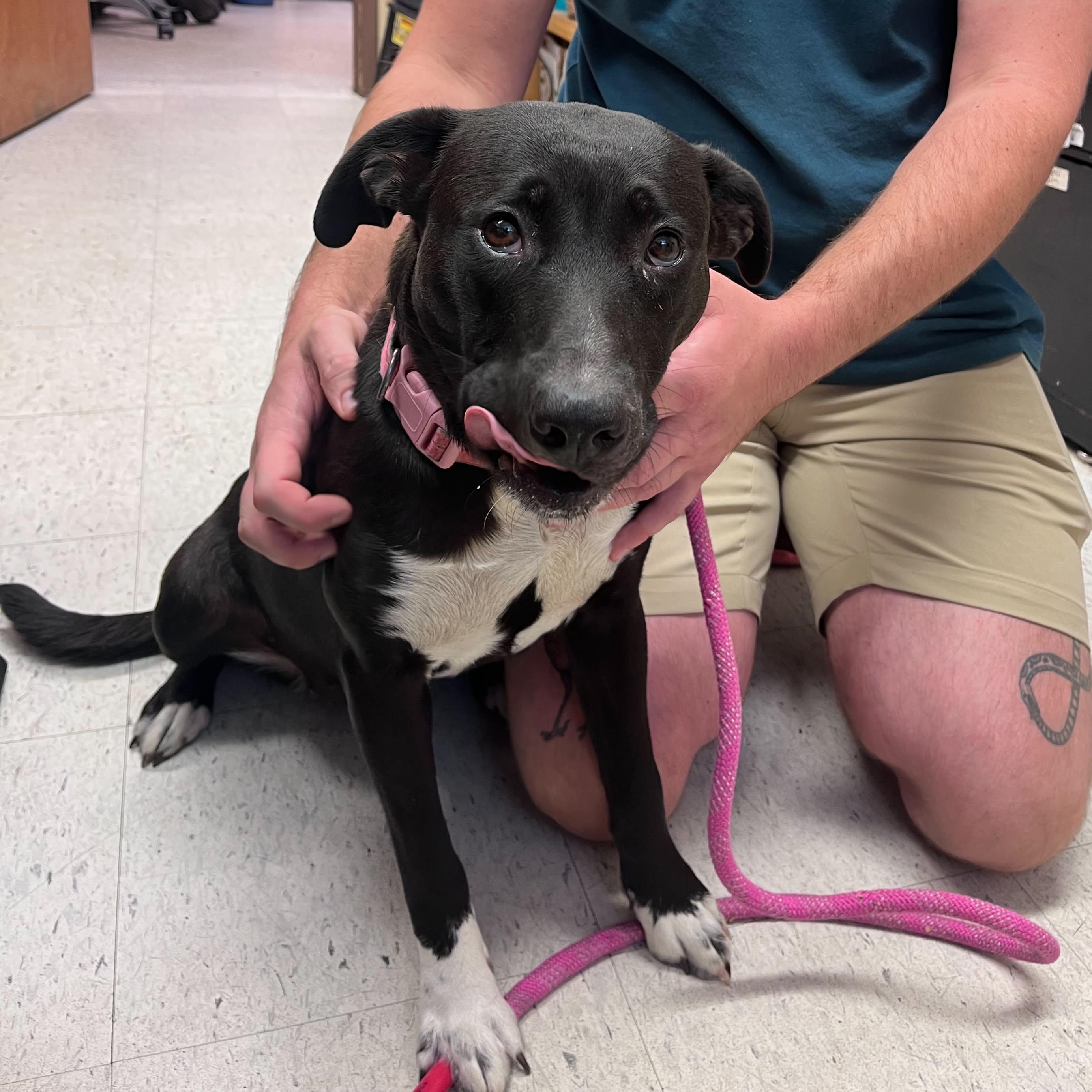 Enlarge Mazzy Star, a Adoptable mixed breed in Grants Pass, OR image 1/4