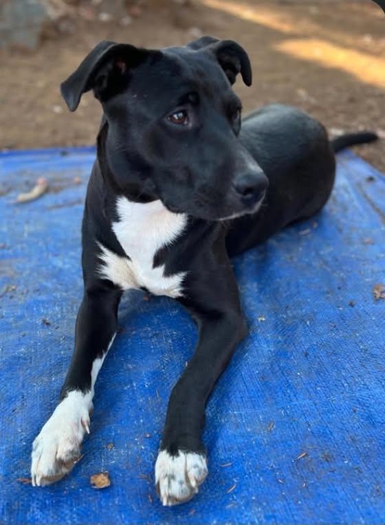 Enlarge Mazzy Star, a Adoptable mixed breed in Grants Pass, OR image 3/4
