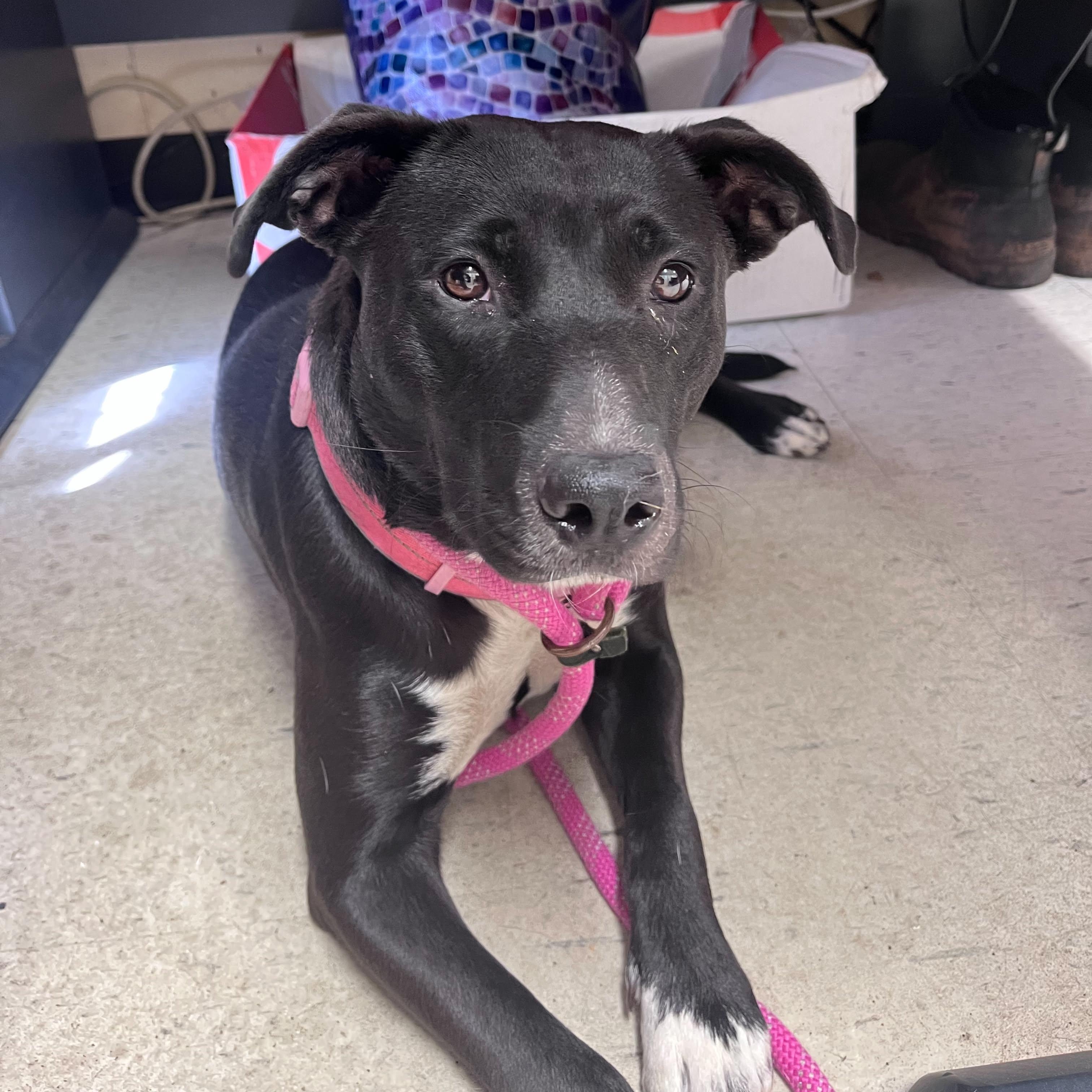 Enlarge Mazzy Star, a Adoptable mixed breed in Grants Pass, OR image 2/4