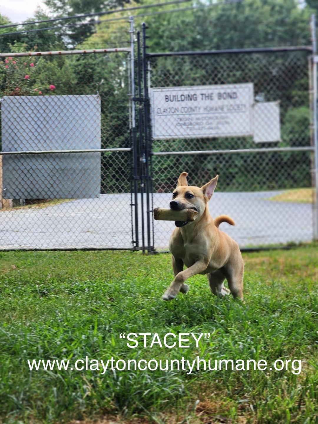 Stacey Mixed Breed Dog