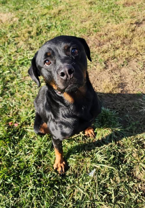 Cocoa Pebbles thumbnail 2