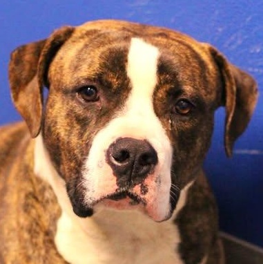 Enlarge 25-01563, a Adoptable Pit Bull Terrier in Fredericksburg, VA image 1/1