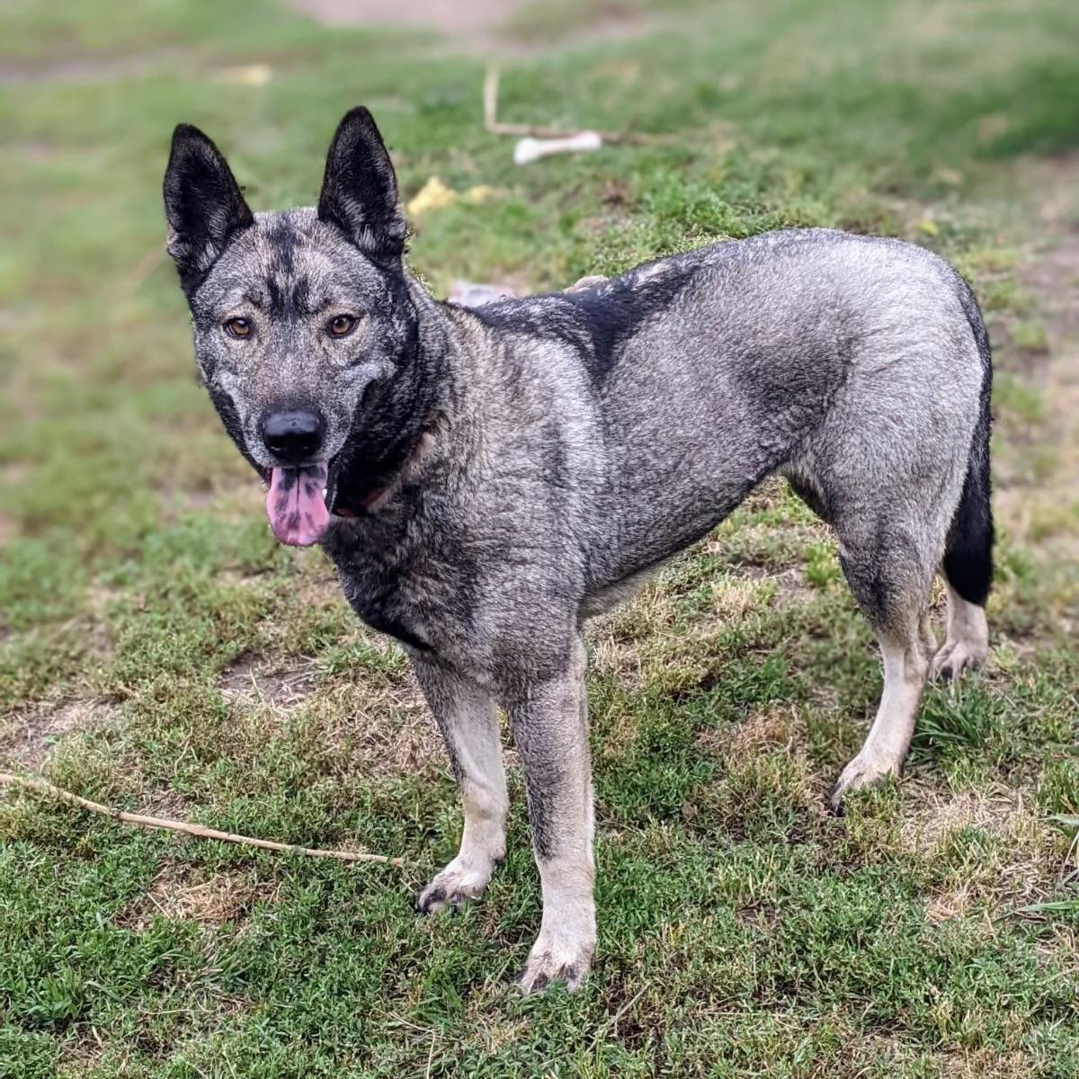 Dallen- foster or adopt, Adoptable, Adult Female Norwegian Elkhound.