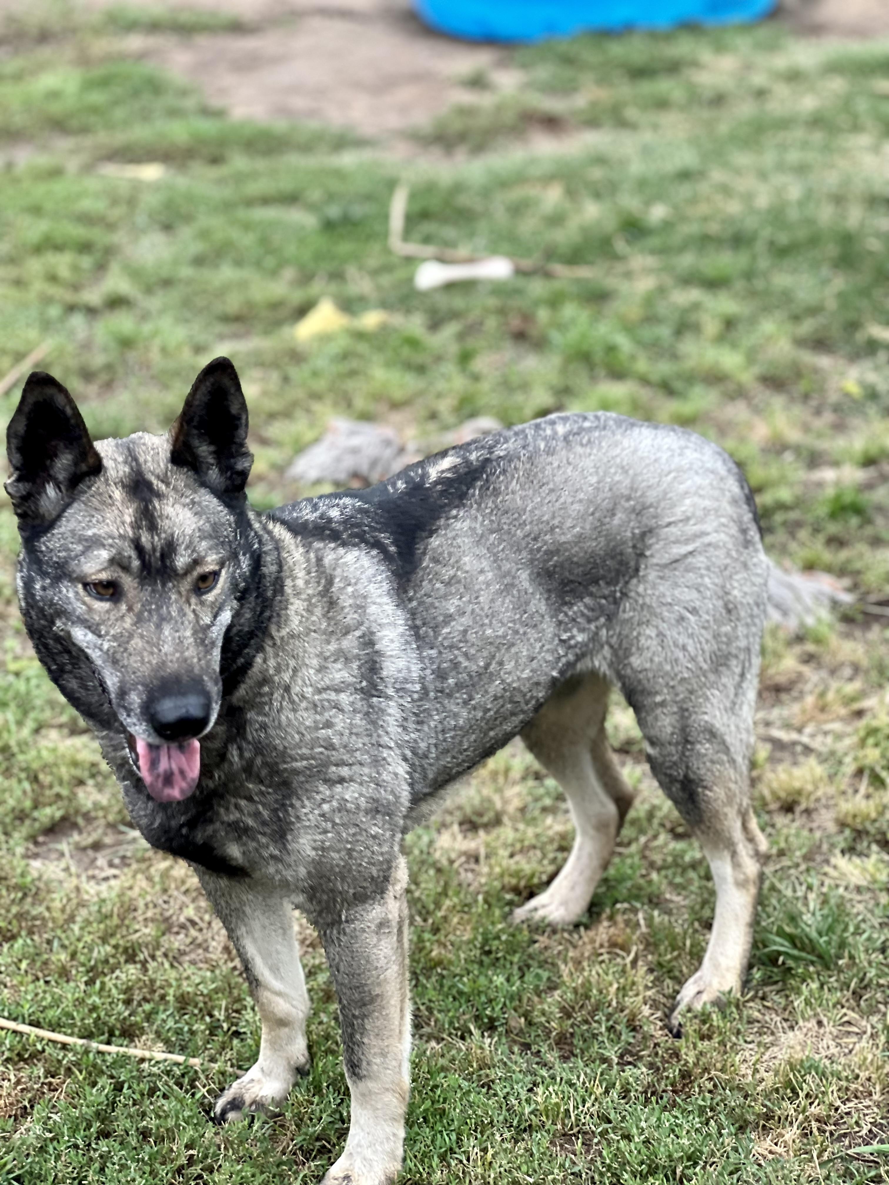 Dallen- foster or adopt, a Adoptable Norwegian Elkhound in Wilsonville, OR image 2/5
