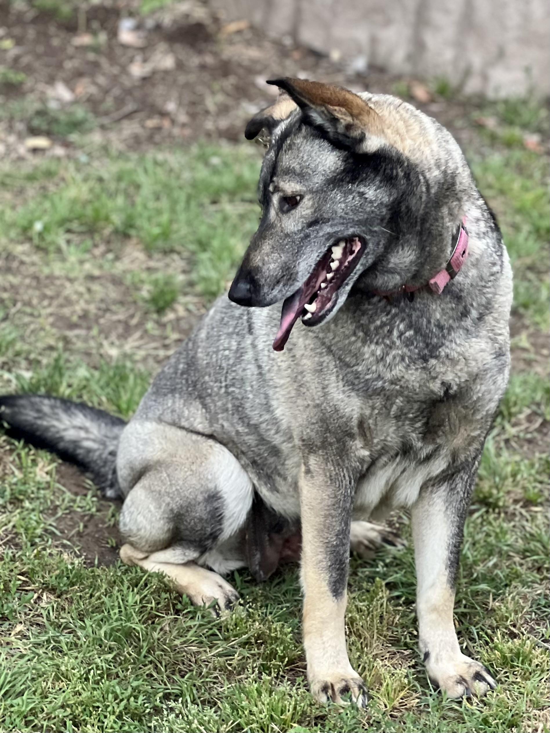 Dallen- foster or adopt, a Adoptable Norwegian Elkhound in Wilsonville, OR image 3/5