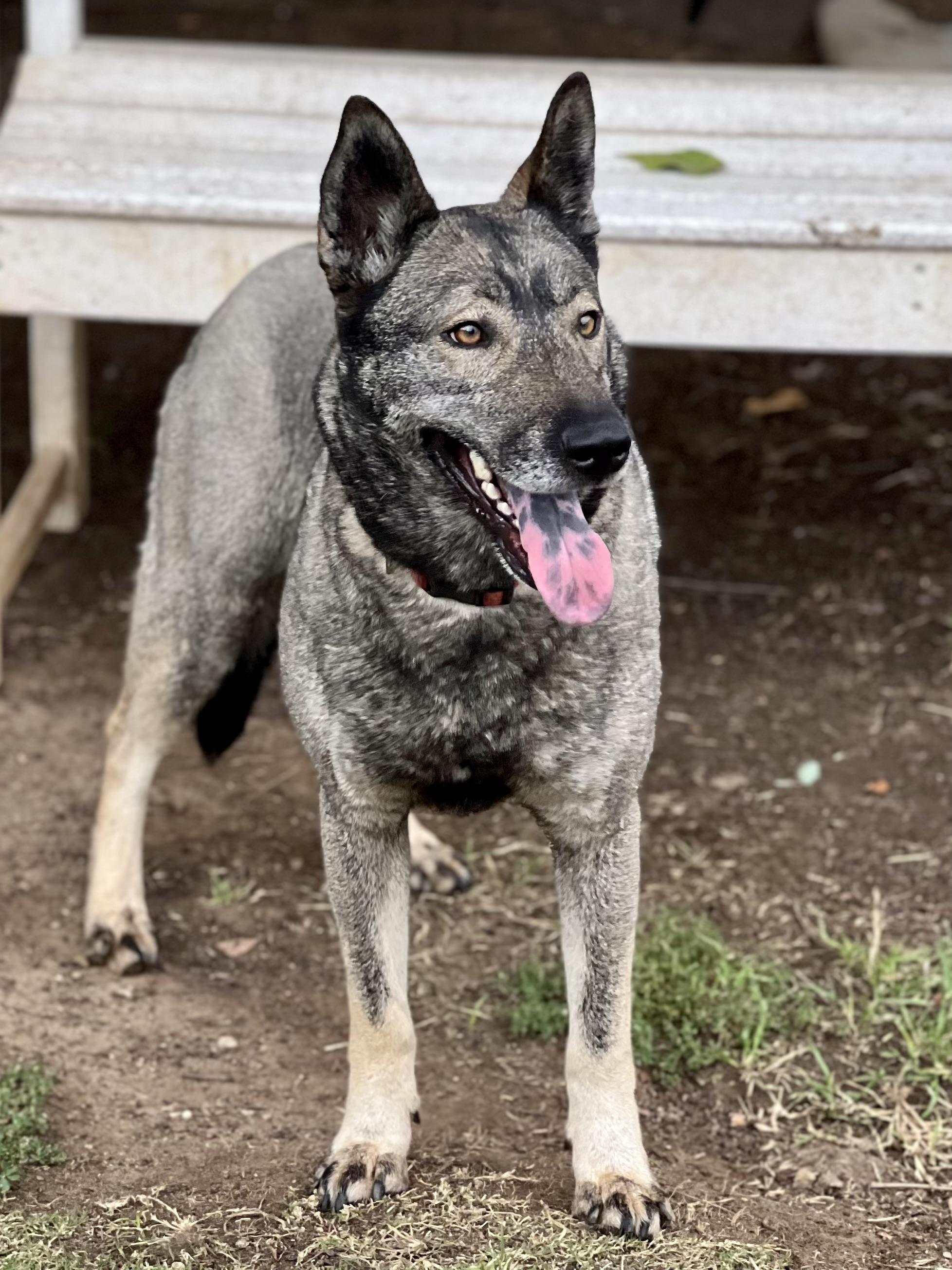 Dallen- foster or adopt, a Adoptable Norwegian Elkhound in Wilsonville, OR image 4/5