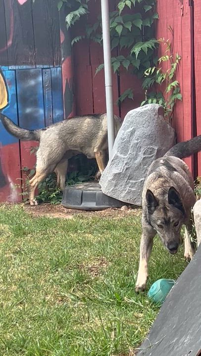 Enlarge Dallen- foster or adopt, a Adoptable Norwegian Elkhound in Wilsonville, OR video 5/5