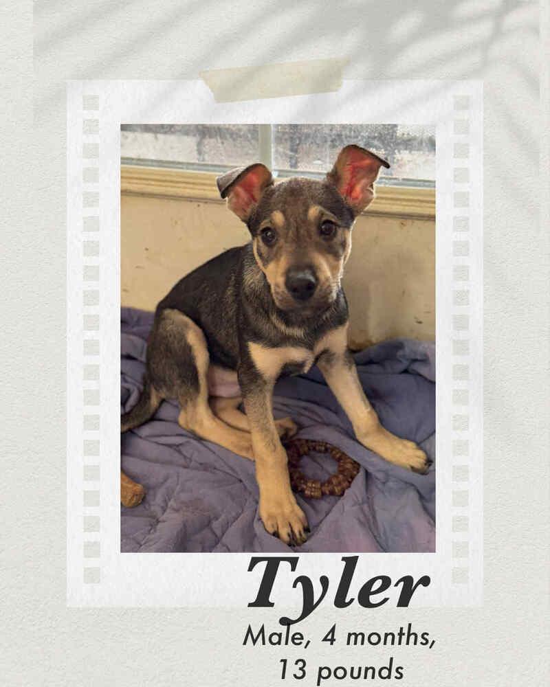 Tyler, Adoptable, Puppy Male Rat Terrier & Australian Kelpie.