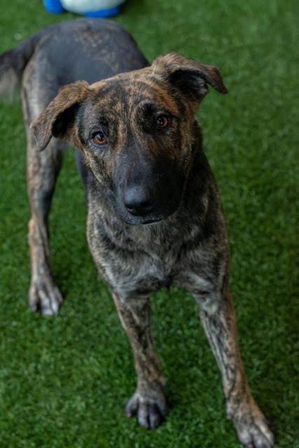Enlarge LADY, a Adoptable mixed breed in Baytown, TX image 1/1