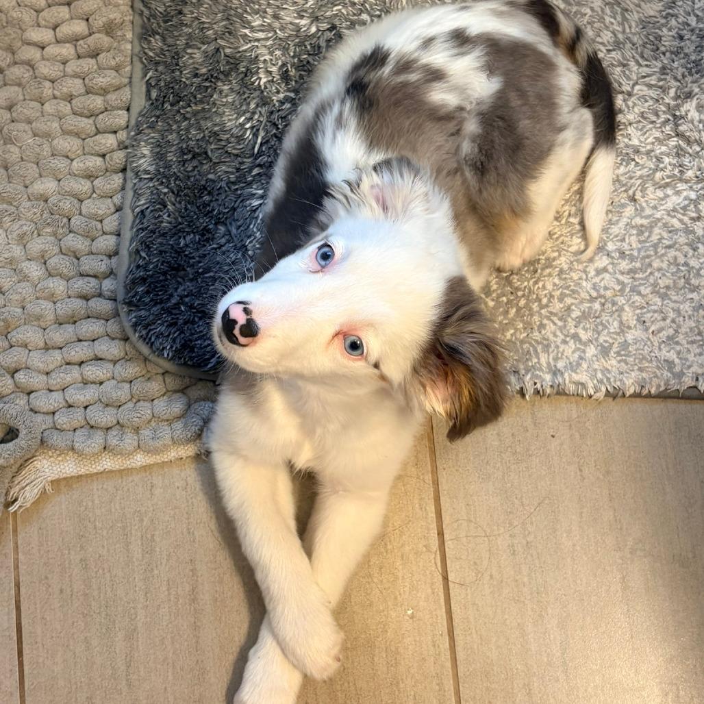 Clover, Adoptable, Puppy Female Australian Shepherd.
