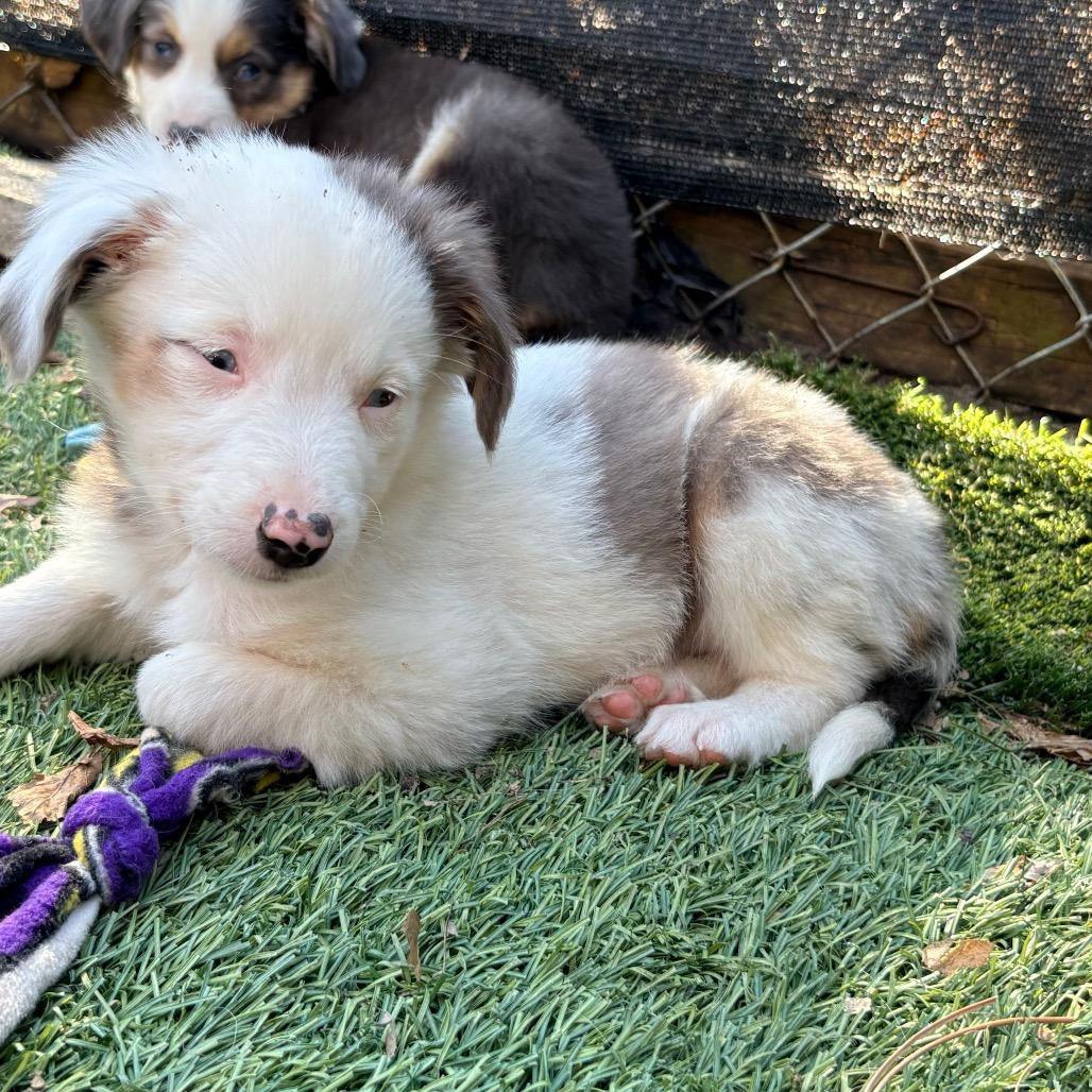 Enlarge Clover, a Adoptable Australian Shepherd in Ada, MN image 1/6