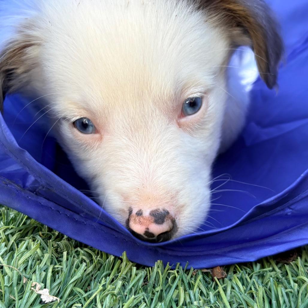 Enlarge Clover, a Adoptable Australian Shepherd in Ada, MN image 2/6