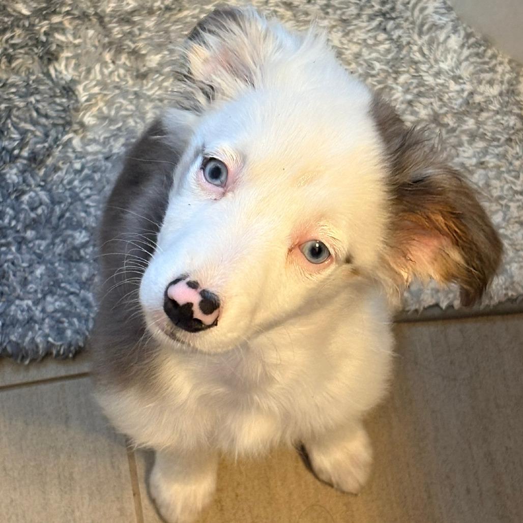 Enlarge Clover, a Adoptable Australian Shepherd in Ada, MN image 3/6