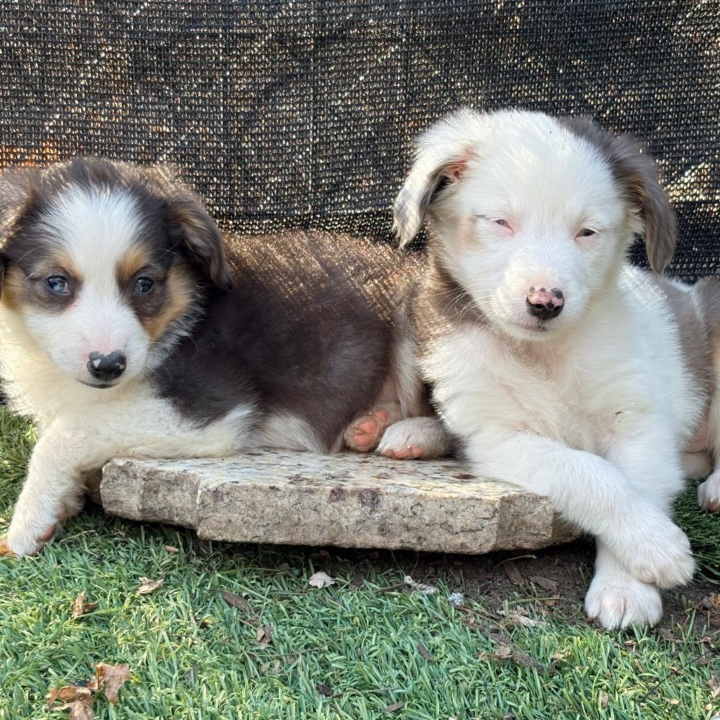 Enlarge Clover, a Adoptable Australian Shepherd in Ada, MN image 4/6
