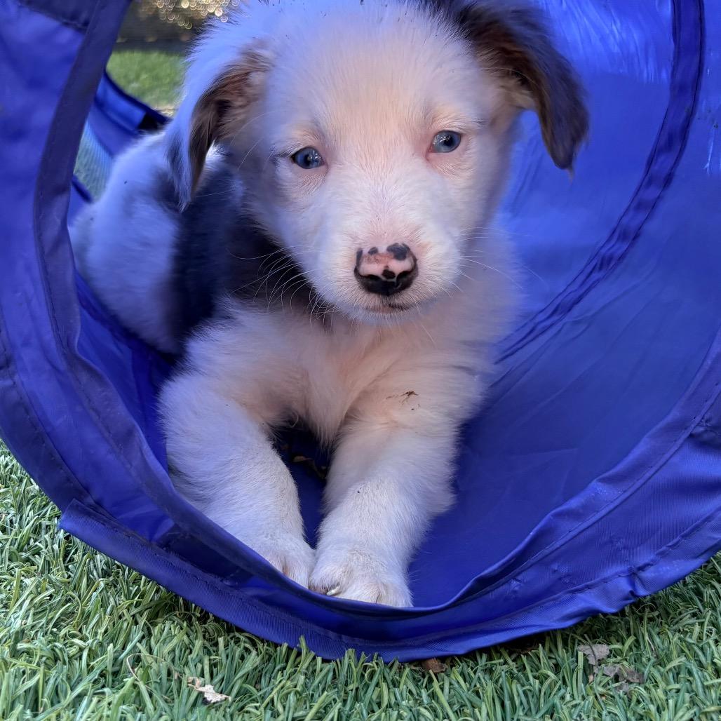 Enlarge Clover, a Adoptable Australian Shepherd in Ada, MN image 5/6