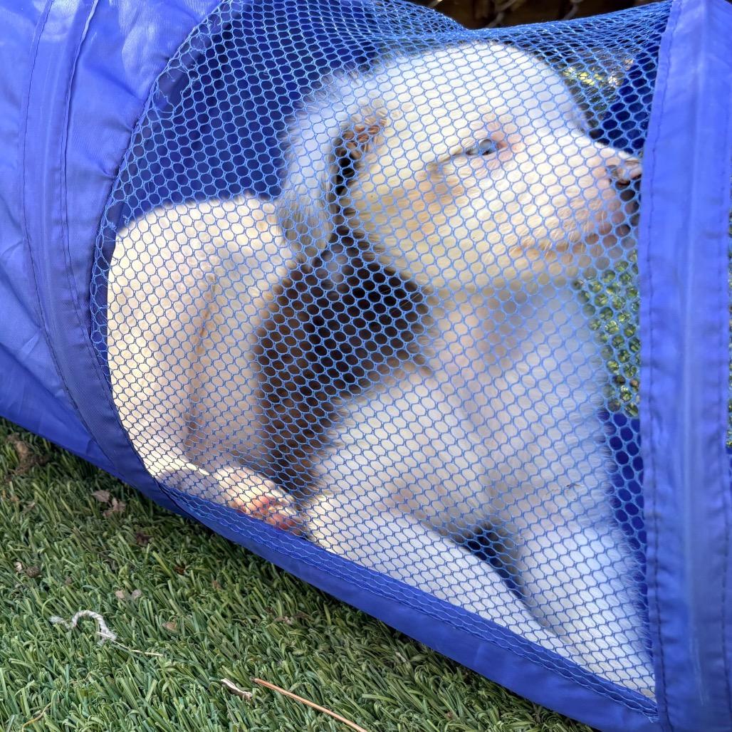 Enlarge Clover, a Adoptable Australian Shepherd in Ada, MN image 6/6