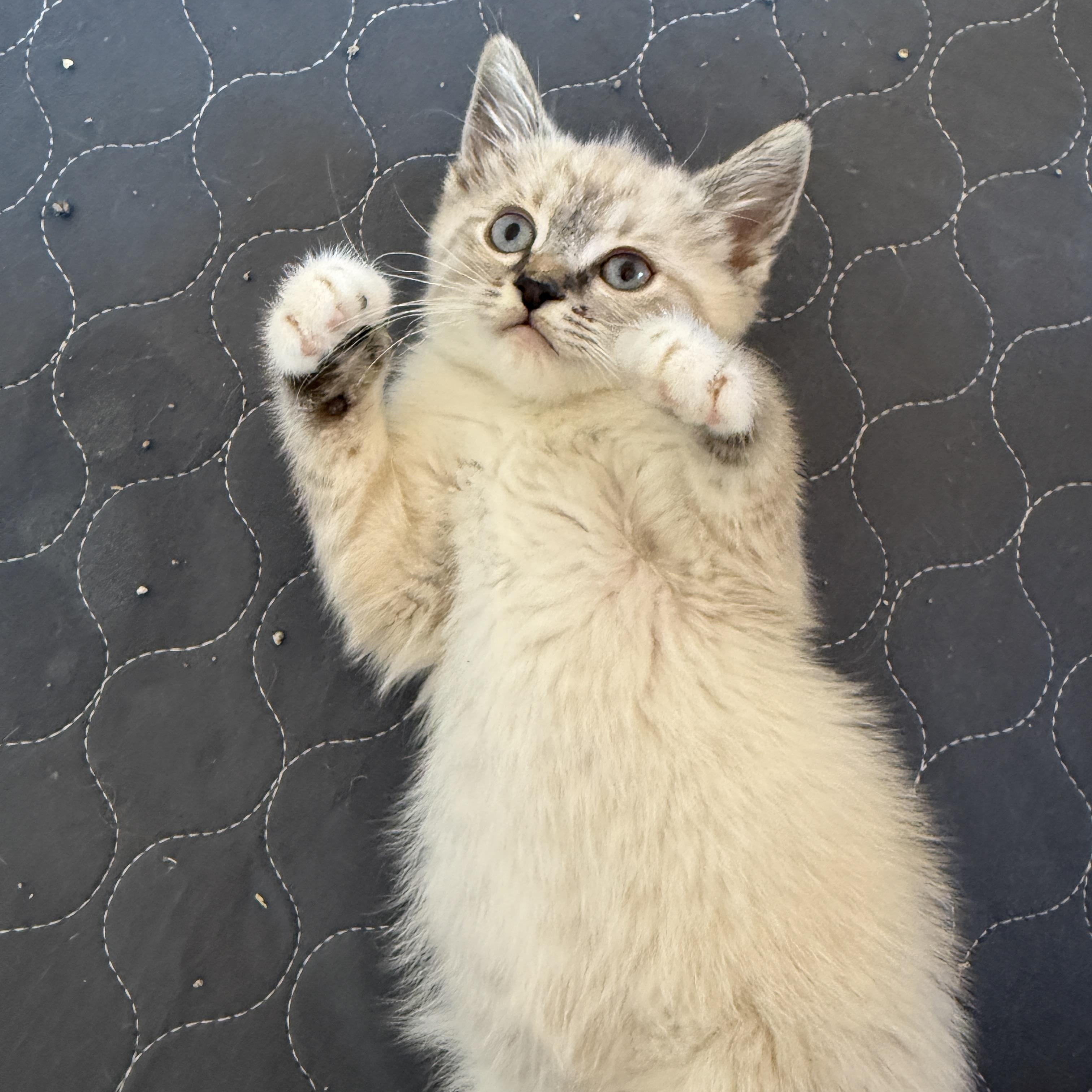 Enlarge Yoshi, a Adopted Domestic Short Hair in Chandler, AZ image 2/3