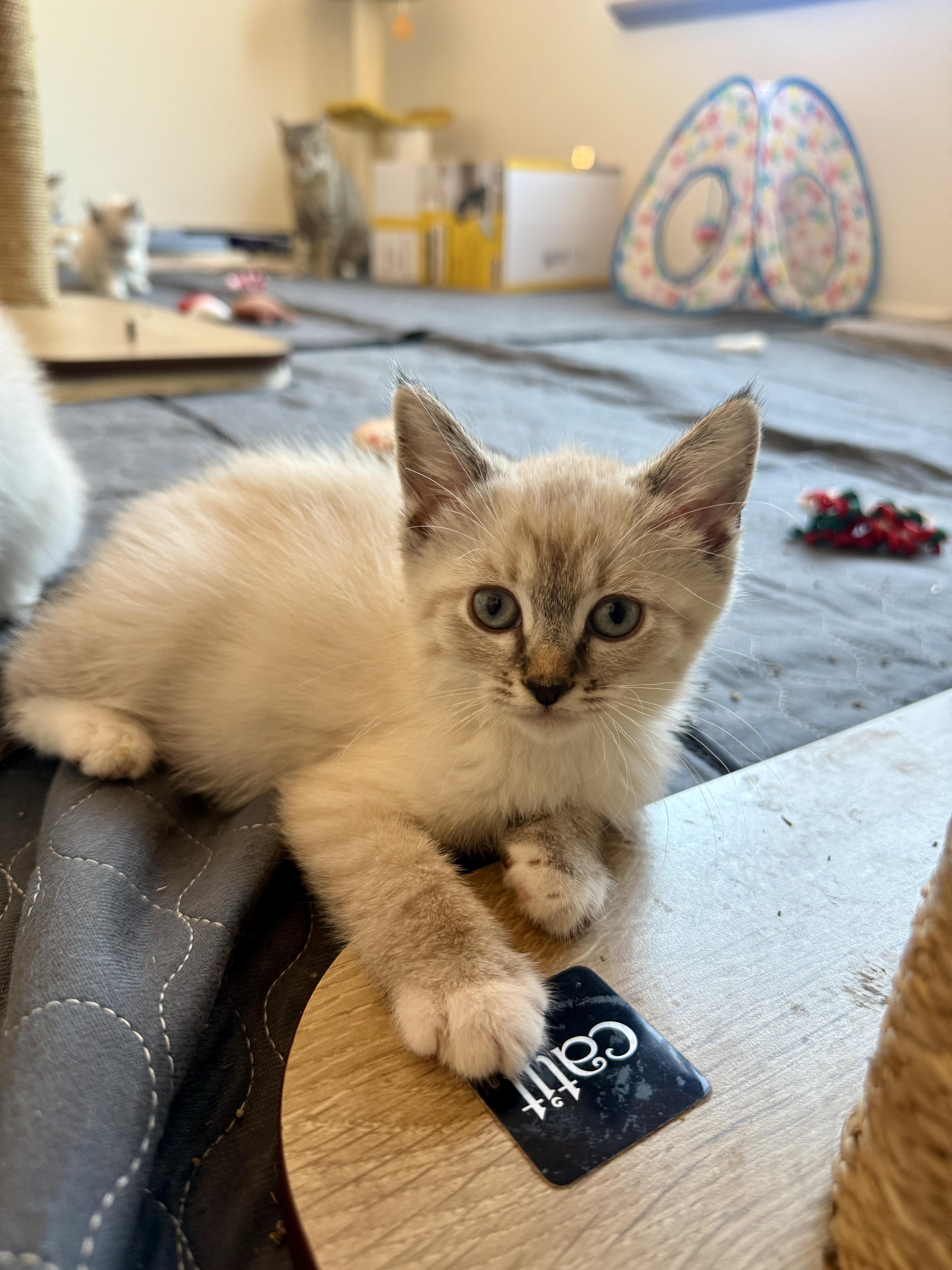 Yoshi, Adopted, Kitten Male Domestic Short Hair.