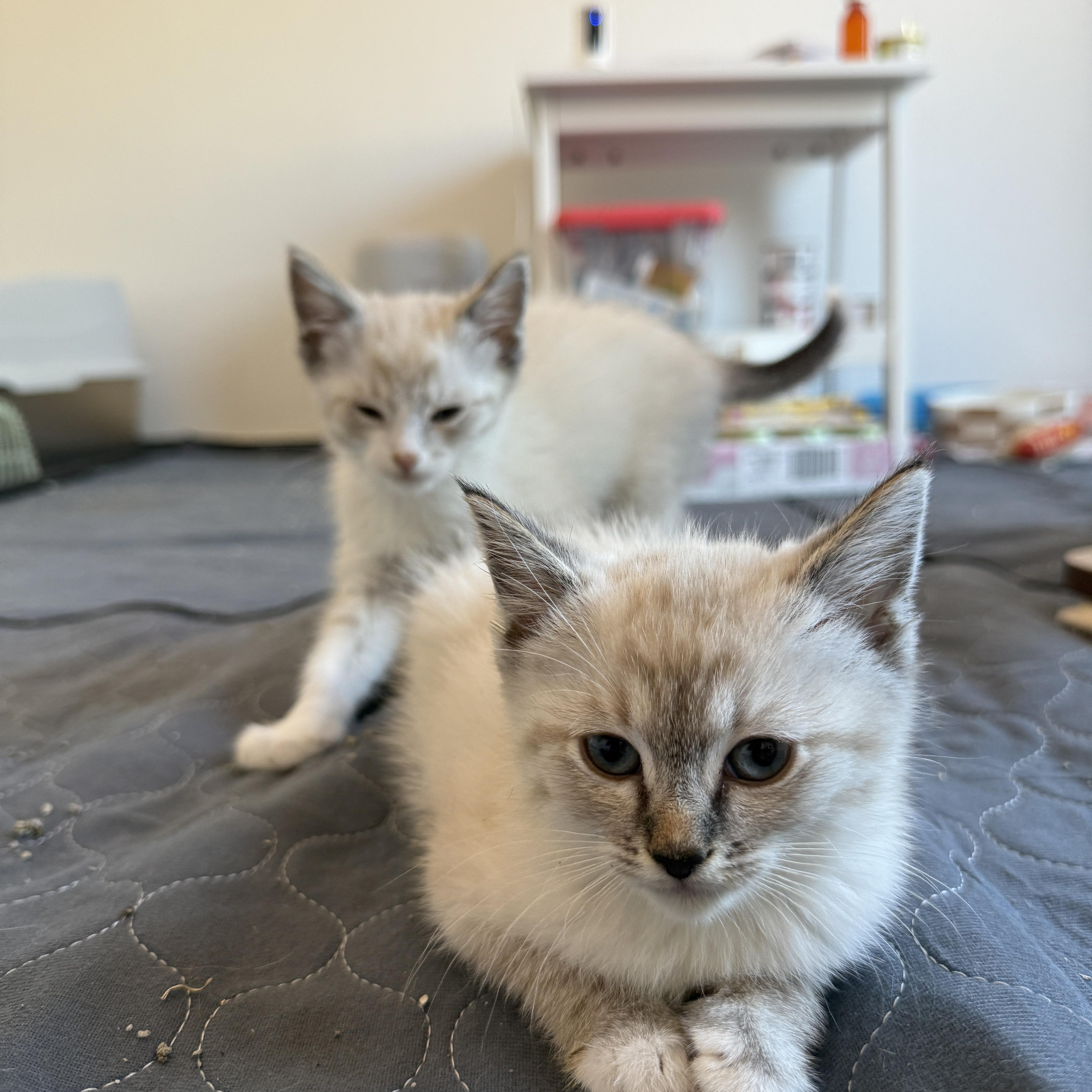 Enlarge Yoshi, a Adopted Domestic Short Hair in Chandler, AZ image 3/3