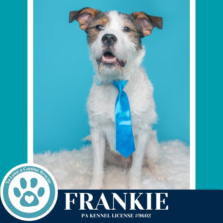 Frankie (The Soda Pops) 022225, Adoptable, Young Male Mixed Breed.
