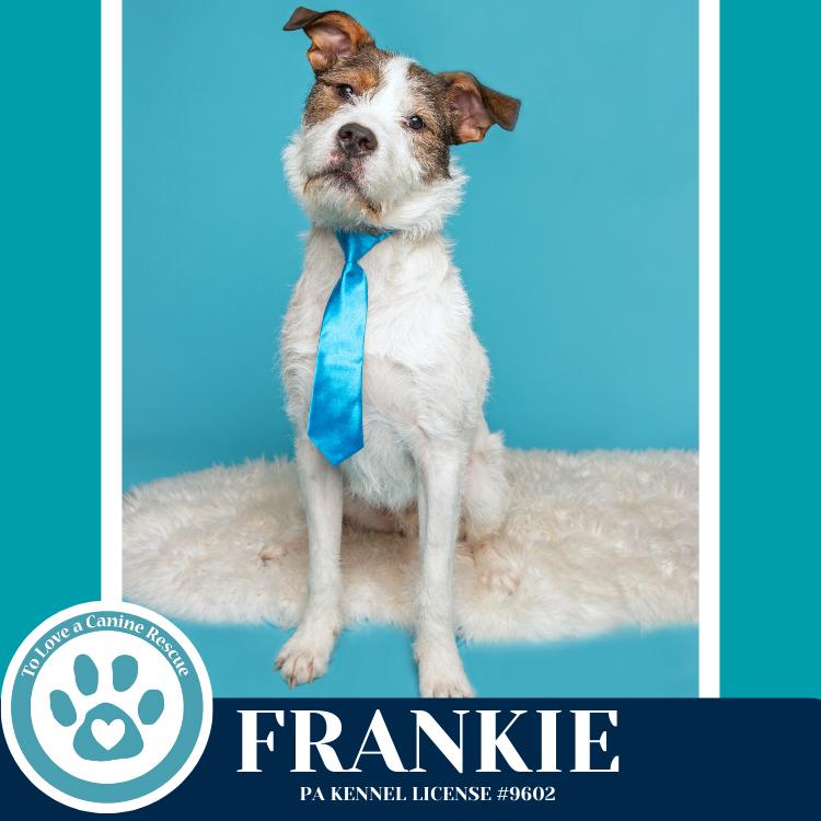 Enlarge Frankie (The Soda Pops) 022225, a Adoptable mixed breed in Kimberton, PA image 2/6