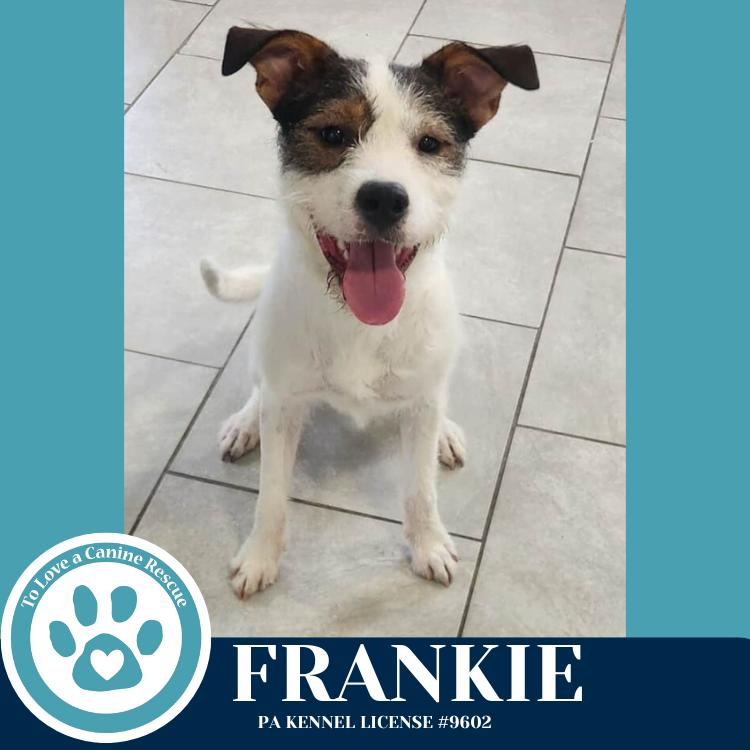 Frankie (The Soda Pops) 022225, Adoptable, Young Male Terrier.