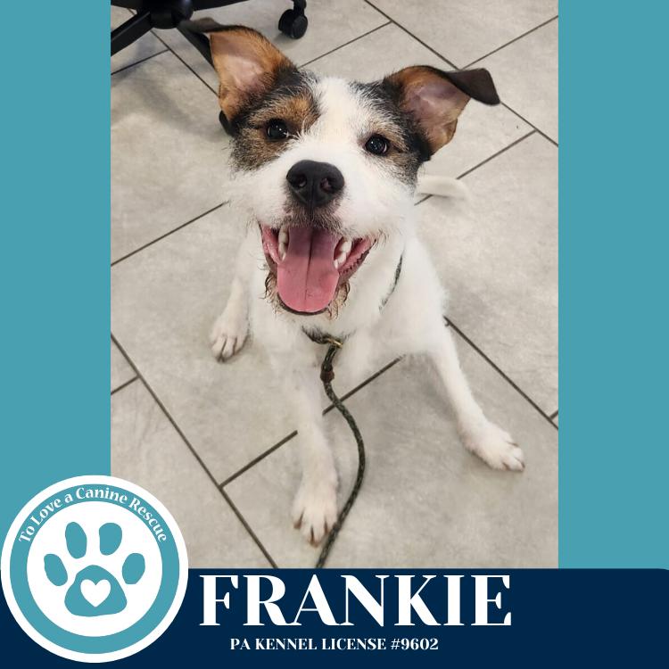 Frankie (The Soda Pops) 022225, a Adoptable mixed breed in Kimberton, PA image 2/3