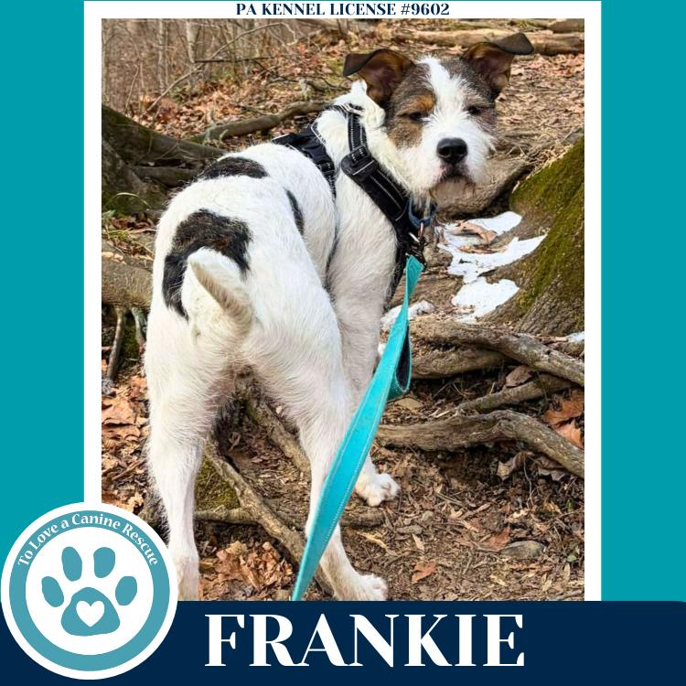 Enlarge Frankie (The Soda Pops) 022225, a Adoptable mixed breed in Kimberton, PA image 5/6