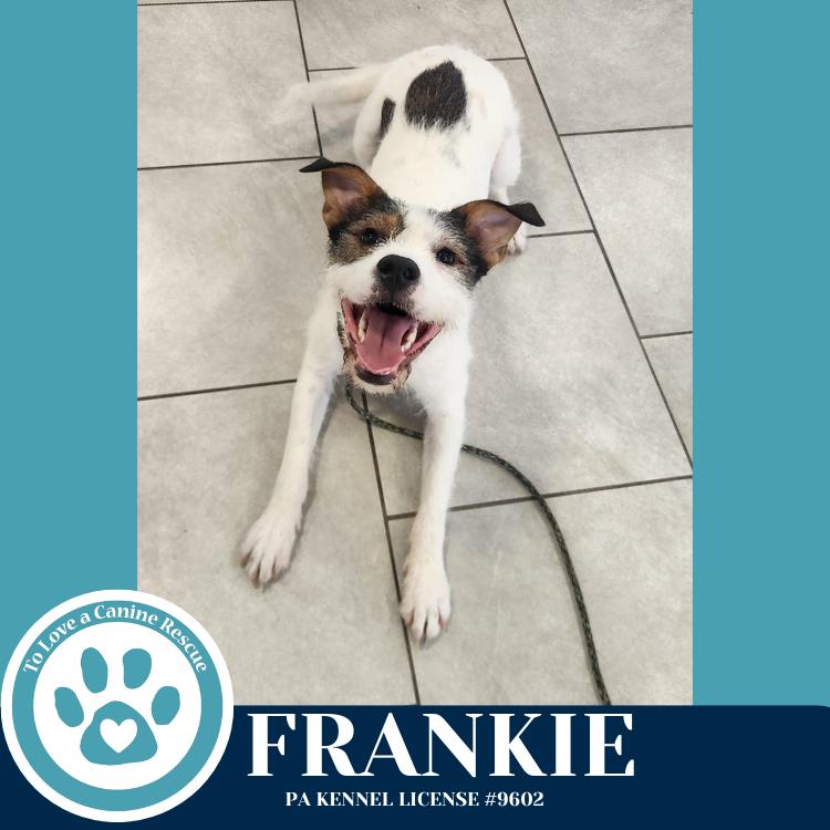 Frankie (The Soda Pops) 022225, a Adoptable mixed breed in Kimberton, PA image 3/3