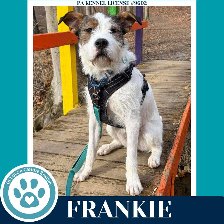 Enlarge Frankie (The Soda Pops) 022225, a Adoptable mixed breed in Kimberton, PA image 6/6