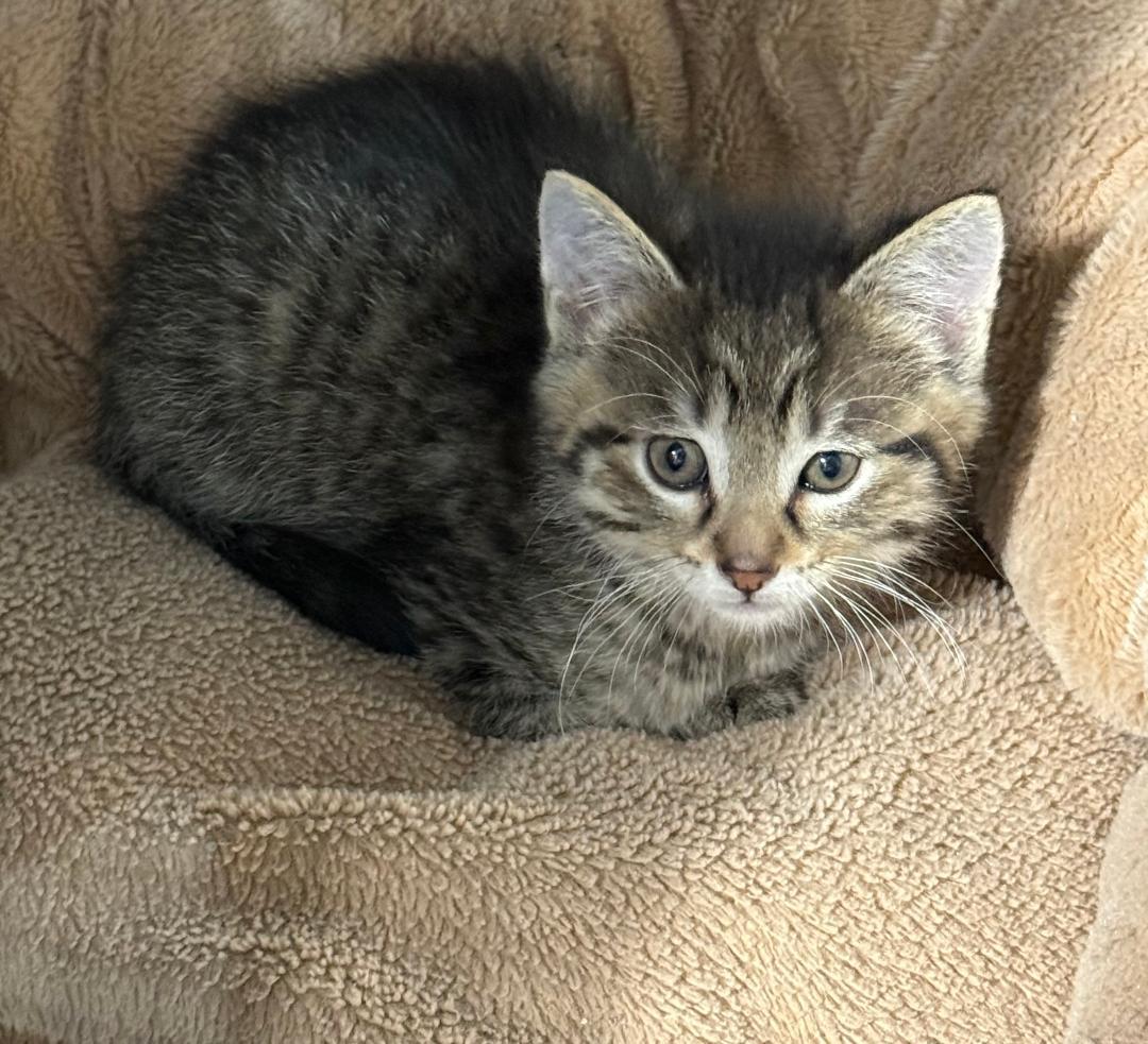 SEA SEA, an adoptable Domestic Short Hair in Gresham, WI, 54128 | Photo Image 1
