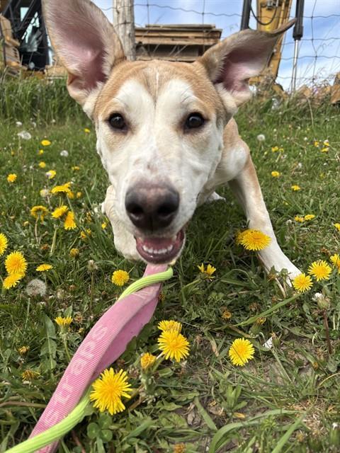 HICKS, Adoptable, Young Female Siberian Husky & Great Dane.