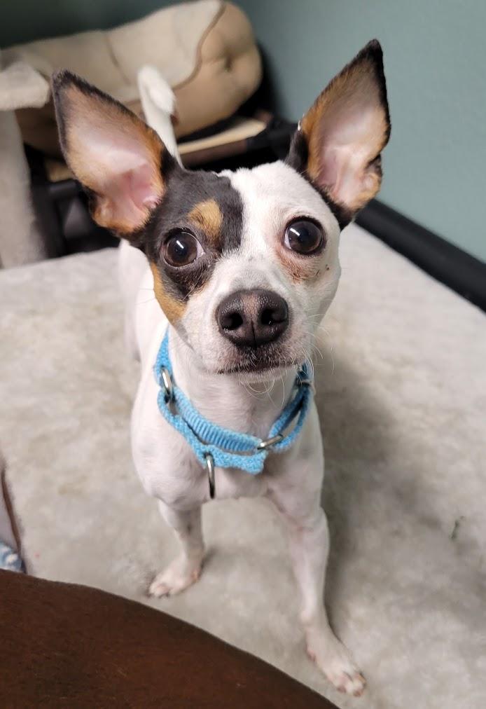 Ivan, Adopted, Young Male Rat Terrier & Chihuahua.