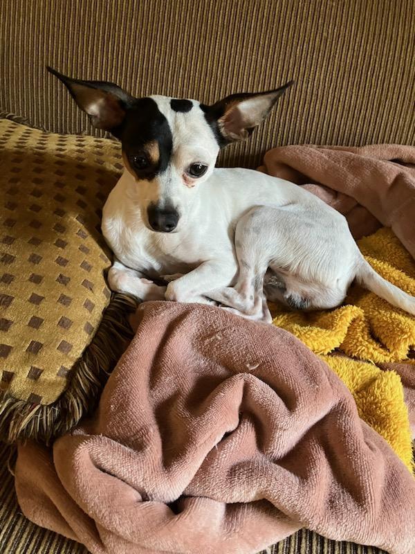 Enlarge Ivan, a Adopted mixed breed in Lisbon, OH image 3/4