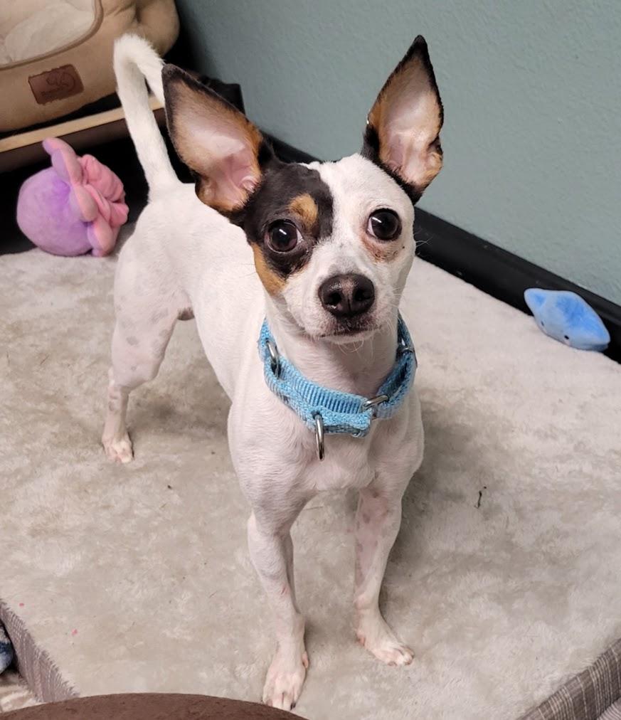Enlarge Ivan, a Adopted mixed breed in Lisbon, OH image 2/4