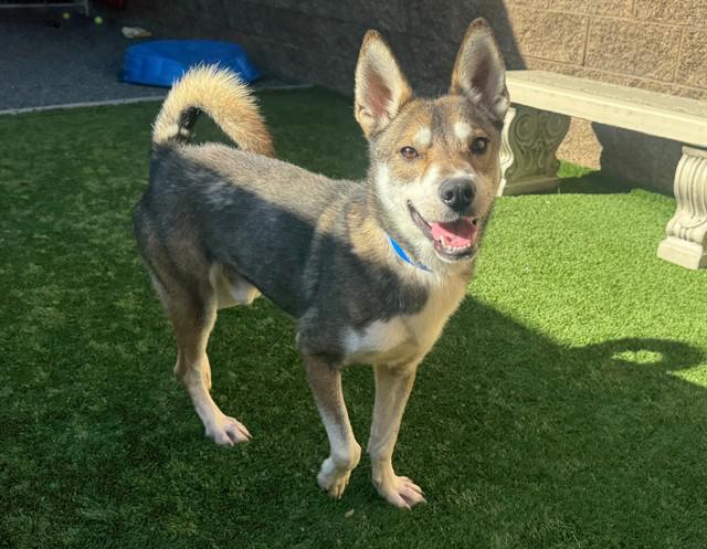 Urgent! Save Me Please!