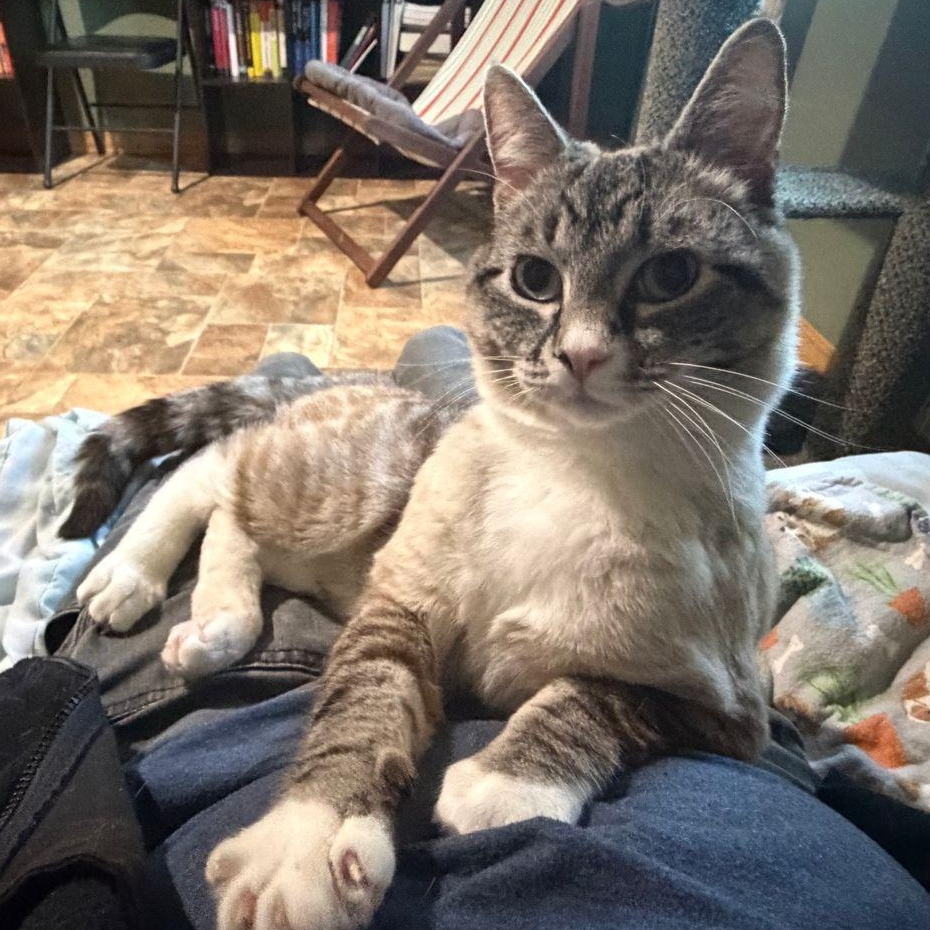 Mouse, ADOPTABLE, Young Male Domestic Short Hair.