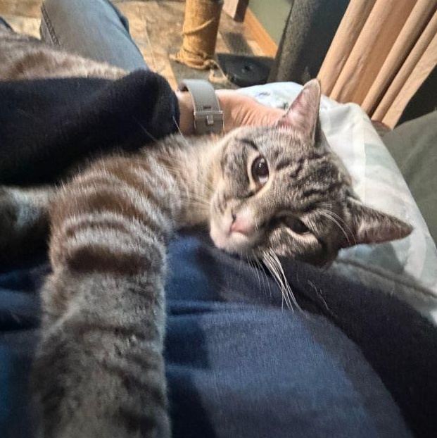 Enlarge Mouse, a ADOPTABLE Domestic Short Hair in Renton , WA image 4/6
