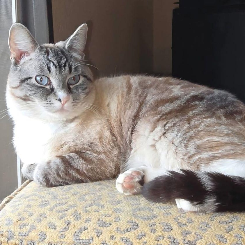 Enlarge Mouse, a ADOPTABLE Domestic Short Hair in Renton , WA image 3/6