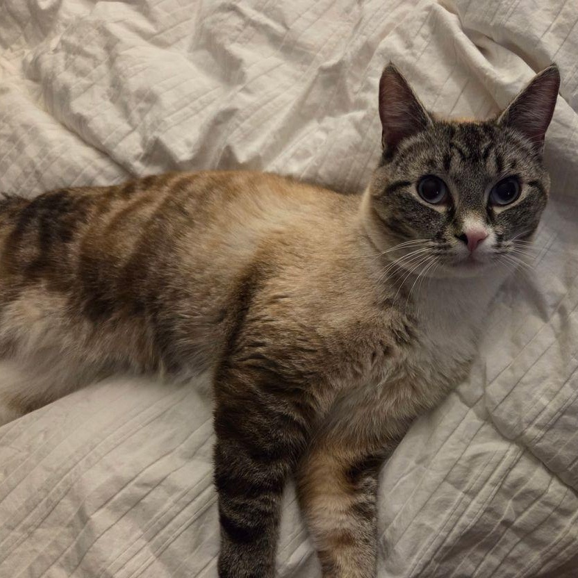 Enlarge Mouse, a ADOPTABLE Domestic Short Hair in Renton , WA image 2/6