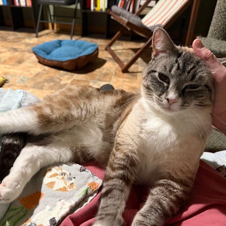 Enlarge Mouse, a ADOPTABLE Domestic Short Hair in Renton , WA image 5/6
