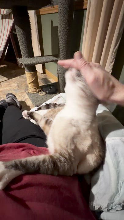 Enlarge Mouse, a ADOPTABLE Domestic Short Hair in Renton , WA video 6/6
