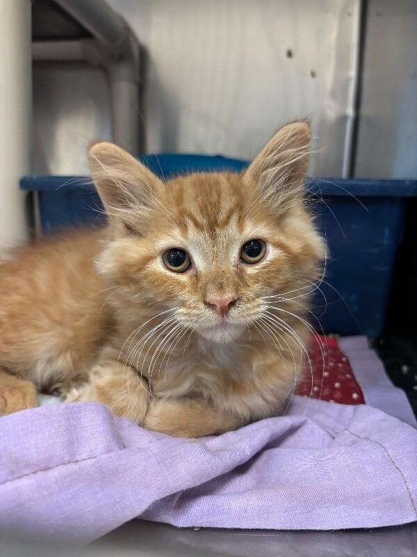 Fire, Adopted, Kitten Male Domestic Medium Hair.