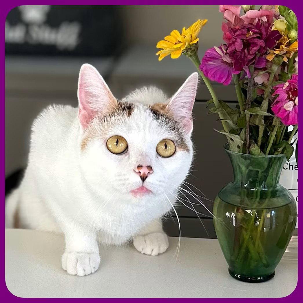 Carmella, Adoptable, Adult Female Domestic Short Hair.