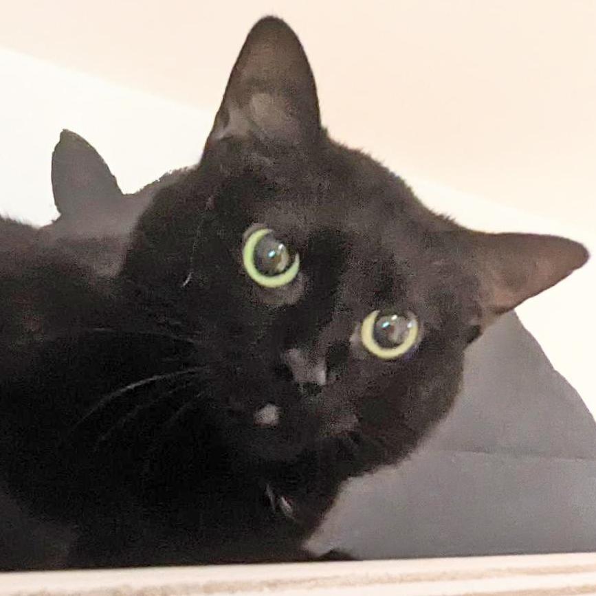 Lucie, Adoptable, Senior Female Domestic Short Hair.